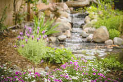 Lavender and dianthus in the back yard flower garden with a small pond and waterfall in the background. No people in image. High resolution color photograph with horizontal composition.