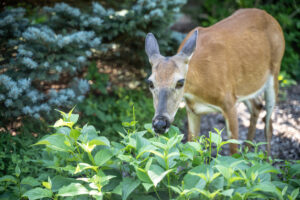Close-up of young white-tailed deer in garden eating flowers.