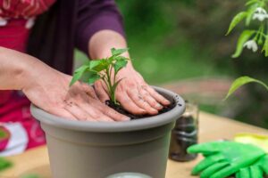 Close-up of woman's hands repotting plant in domestic garden.