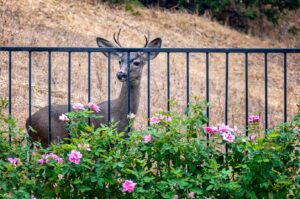 Young deer looks at roses in California backyard. Deer venture into watered gardens during summer season to find something green to eat, and they love roses.