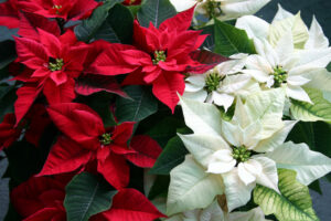 A balance of red and white poinsettias.