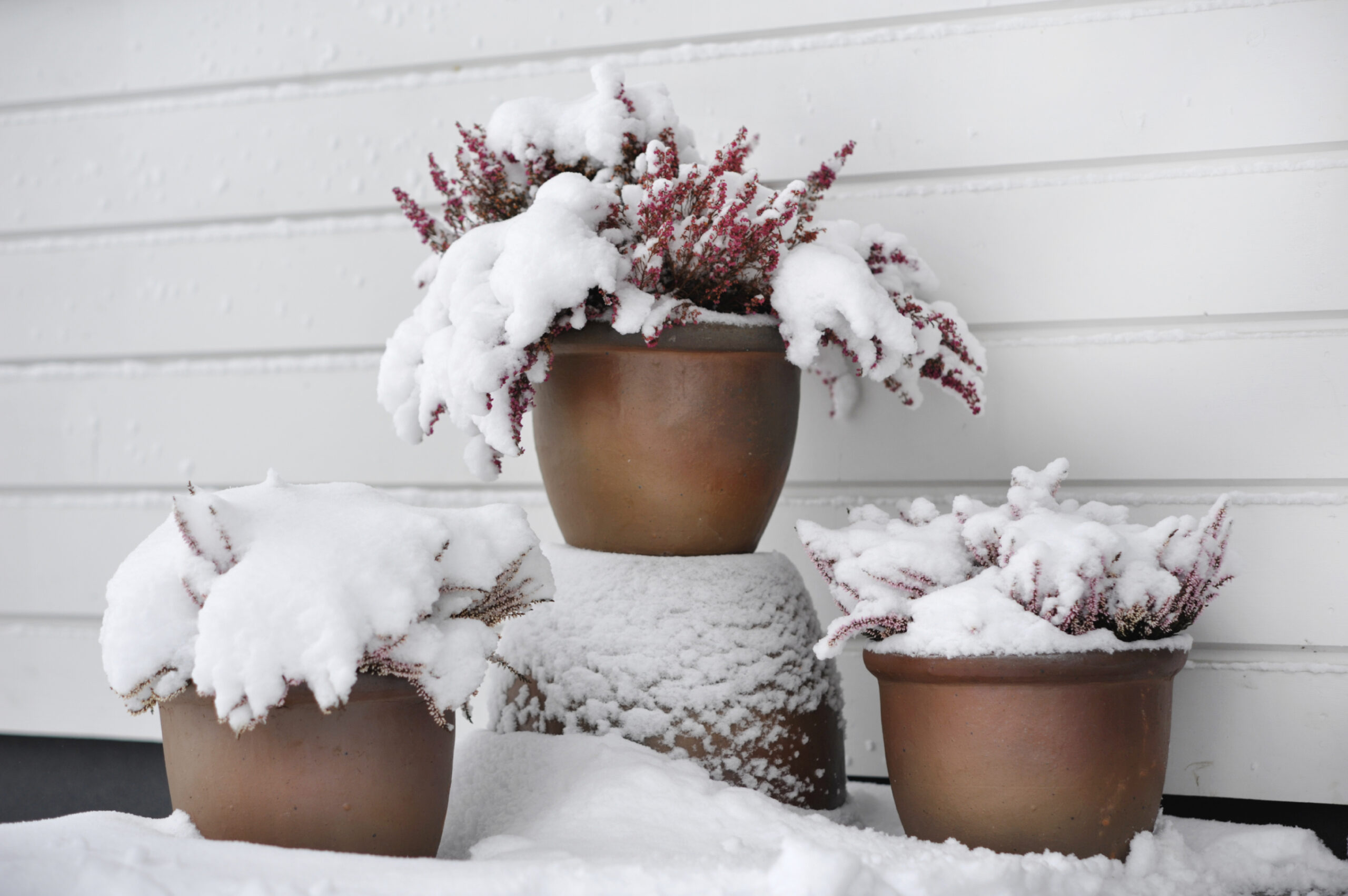 Snow covering potted plants