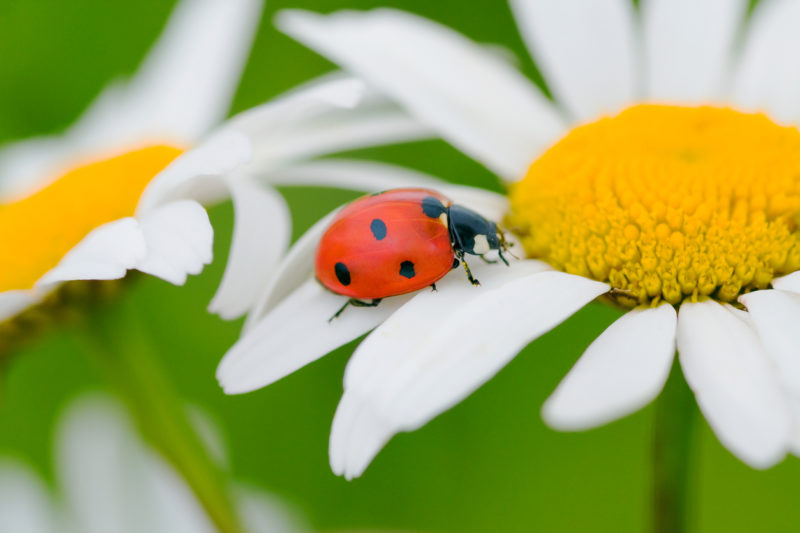 Ladybug on white flower