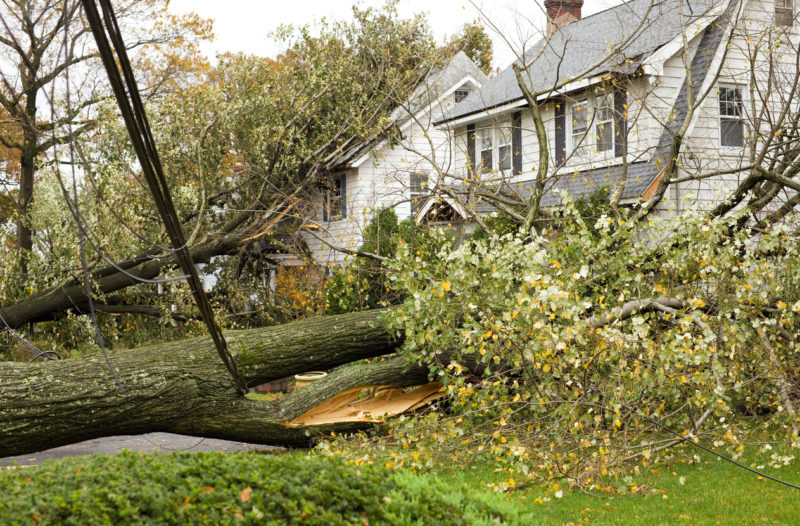 Fallen tree