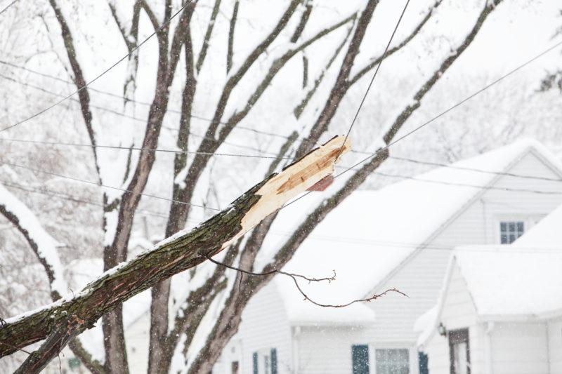 Broken Tree Branch Hanging in Power Line During Snowstorm