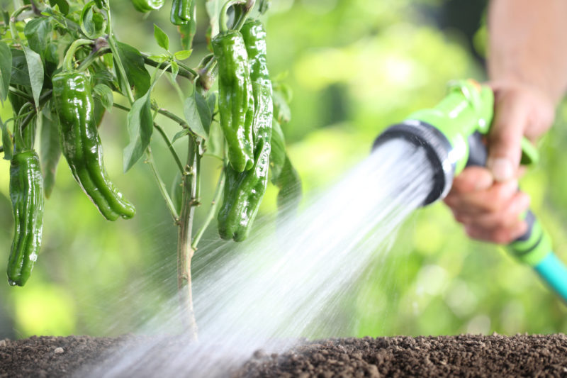 Person watering pepper plant with hose