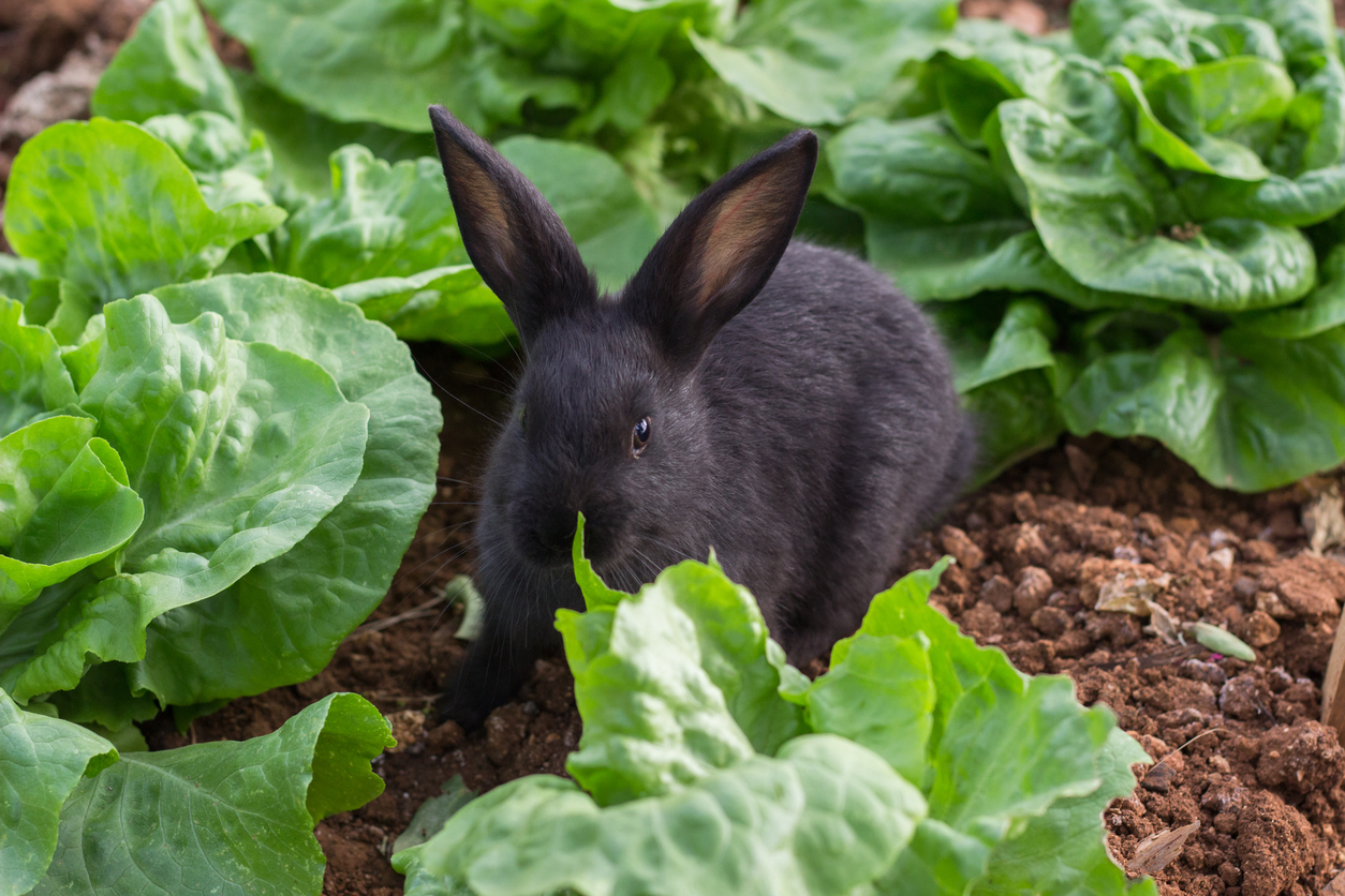 rabbit eating in a garden