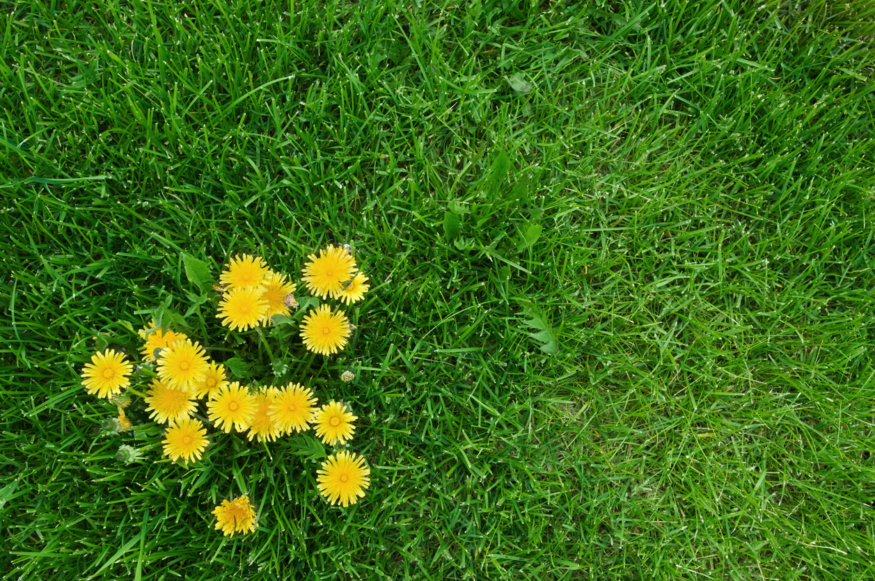 dandelions on the lawn