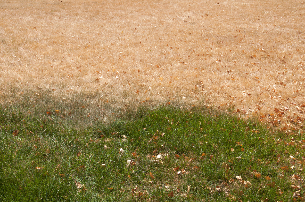 heat damaged lawn