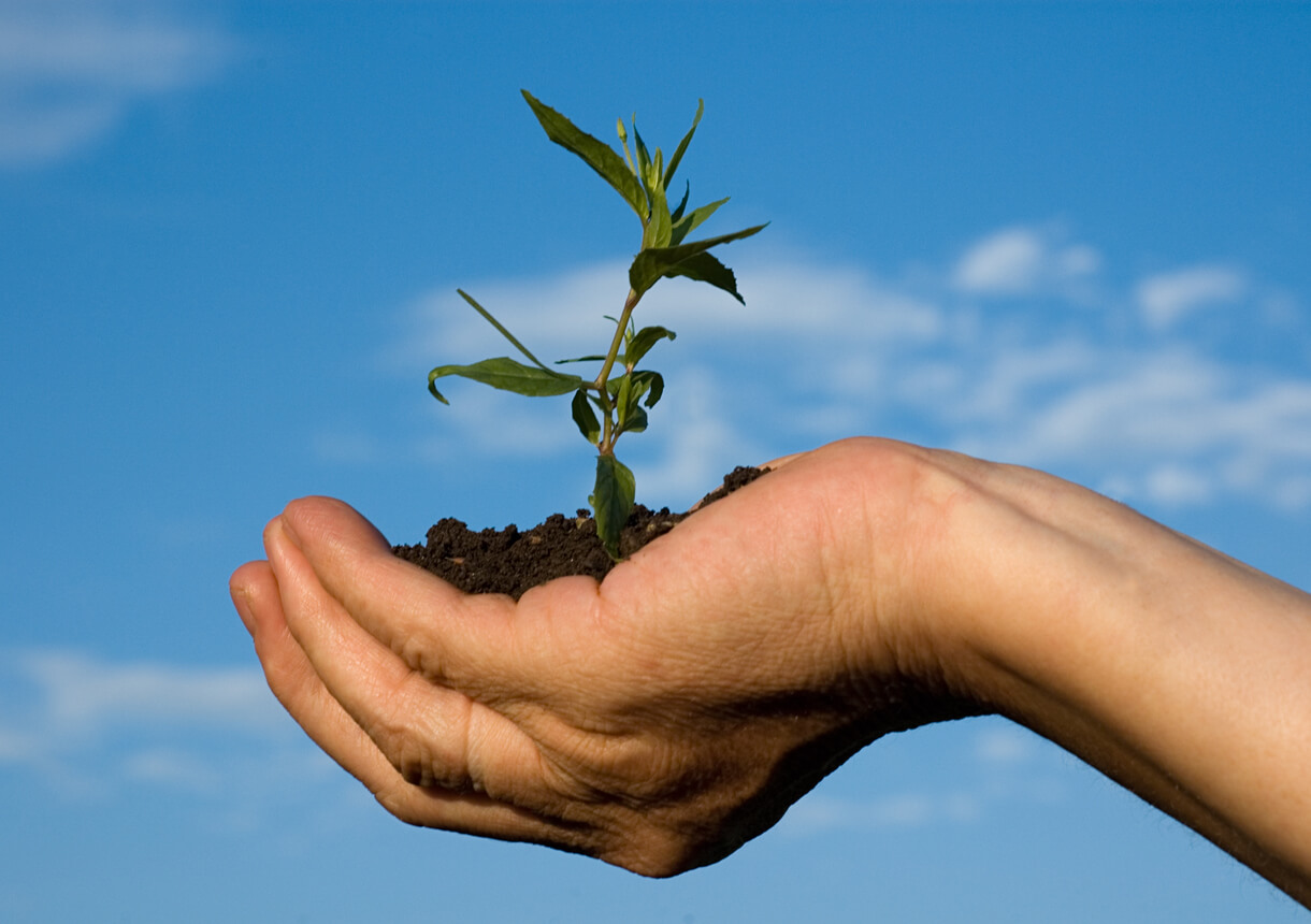 garden weed in palm of hand