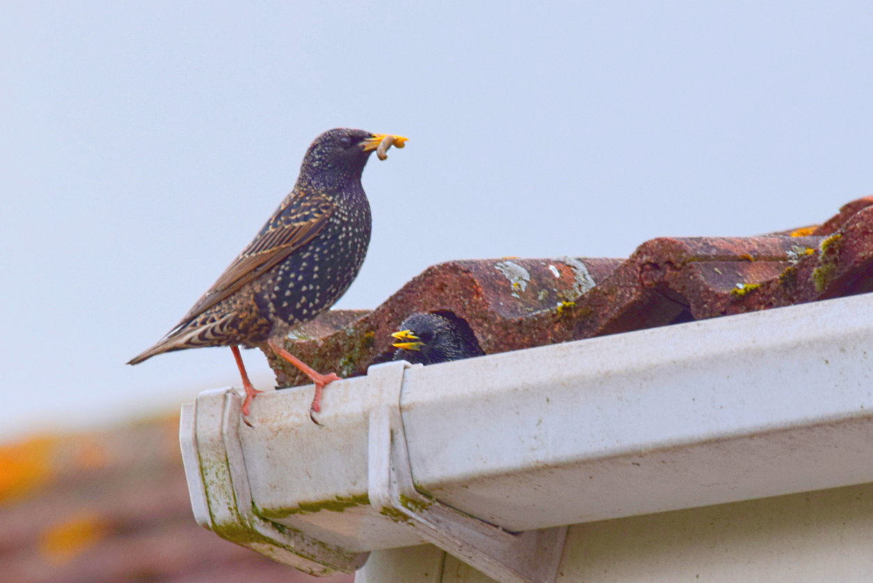 bird on a homes gutters