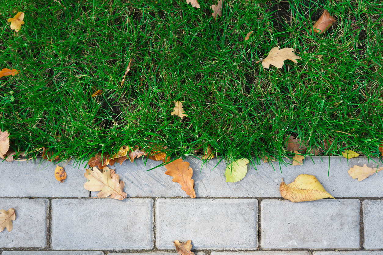 lawn preparation in the fall