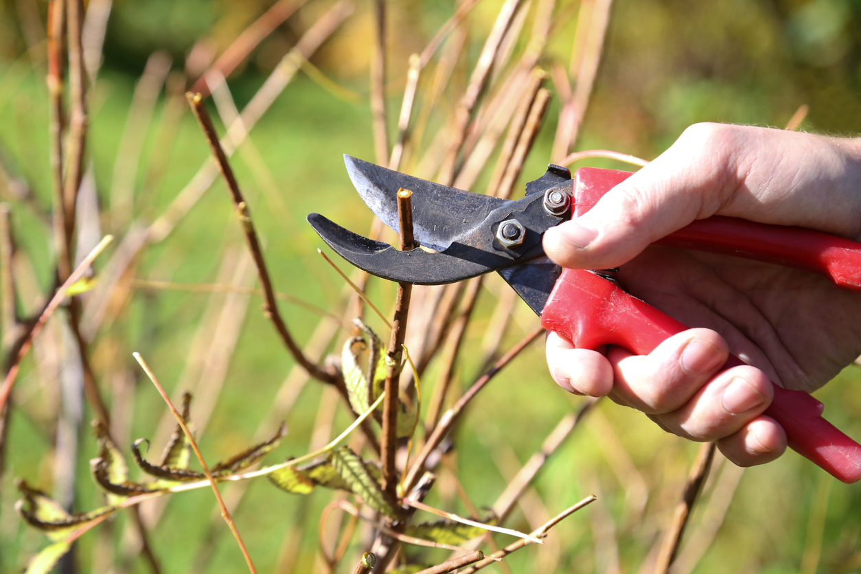 pruning plants