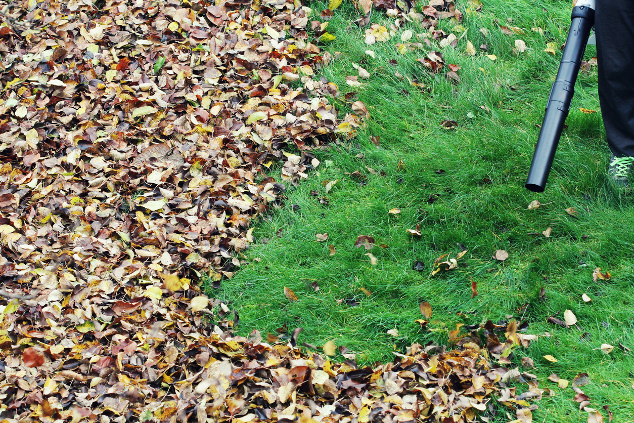 unkept neighbors lawn with leaves on ground