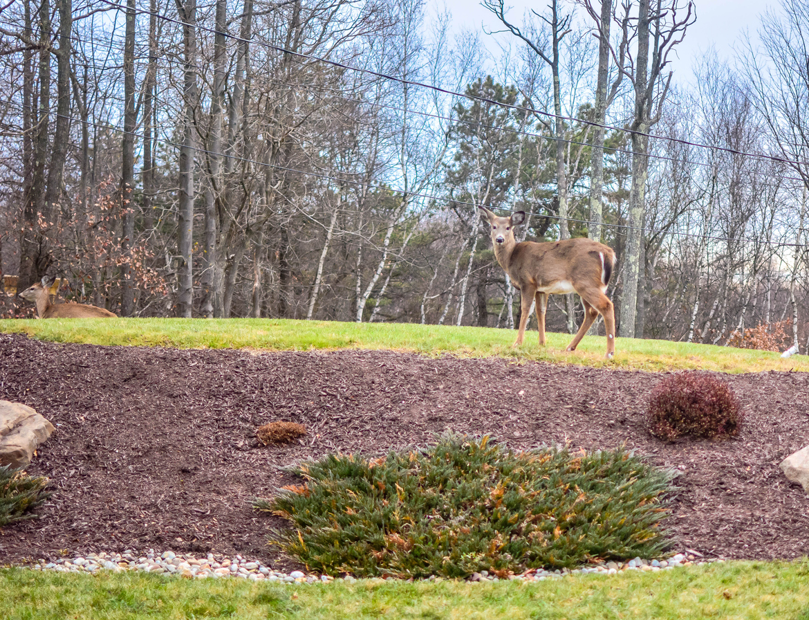 Deer in woods