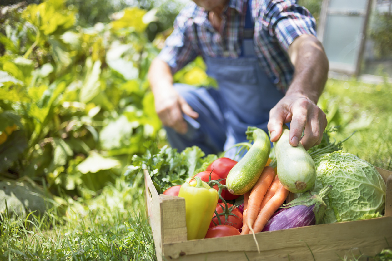 Farmer with full box of raw organic vegetable. Community garden.