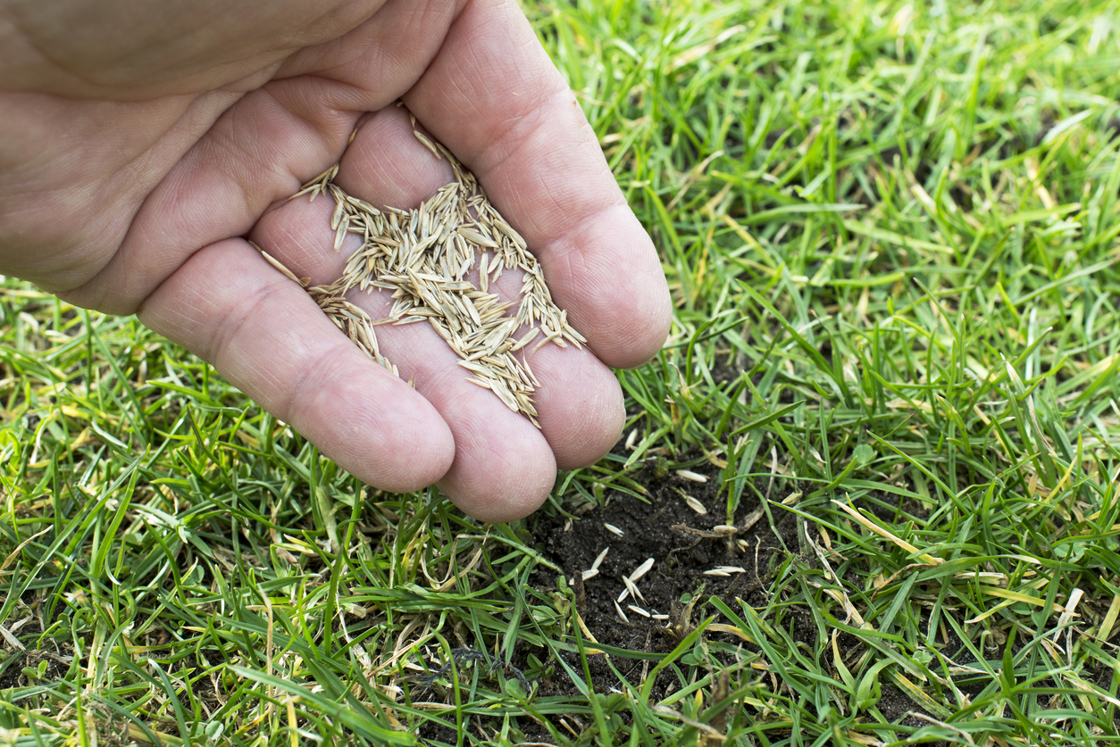 Grass seeds in the hand