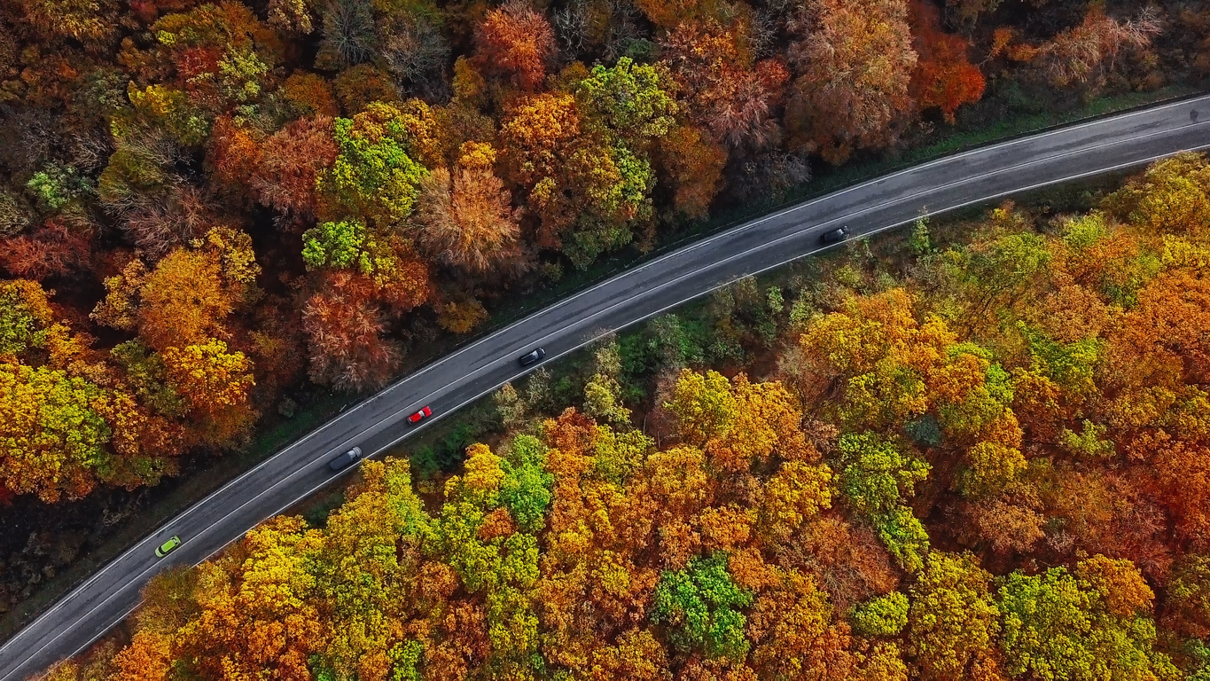 Overhead aerial view of winding mountain road inside colorful autumn forest