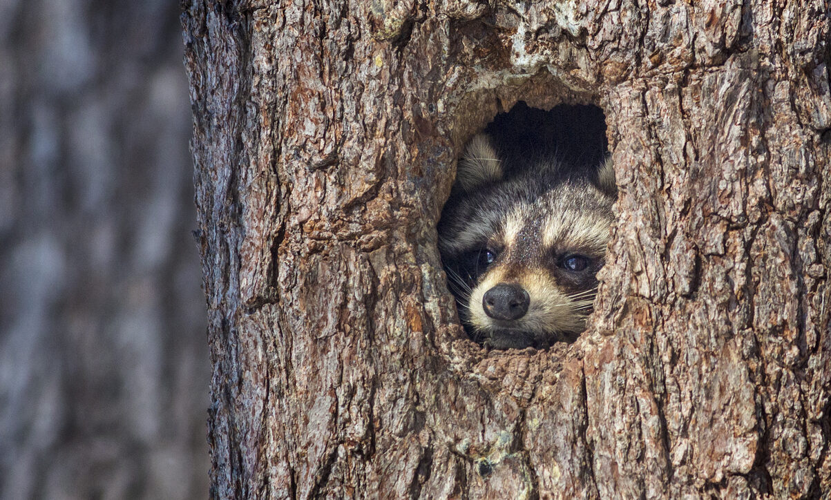 racoon in a tree