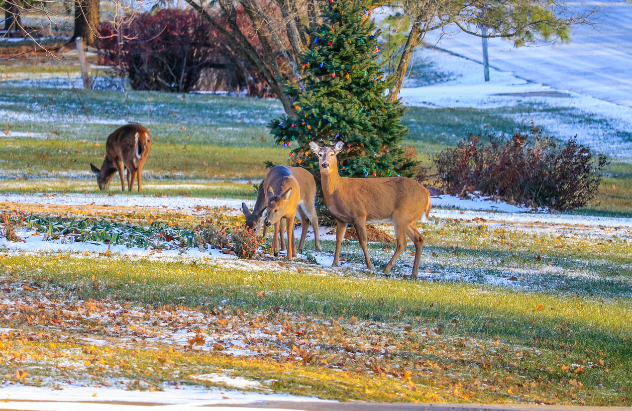 Doe with two young calf in front of tree decorated for Christmas