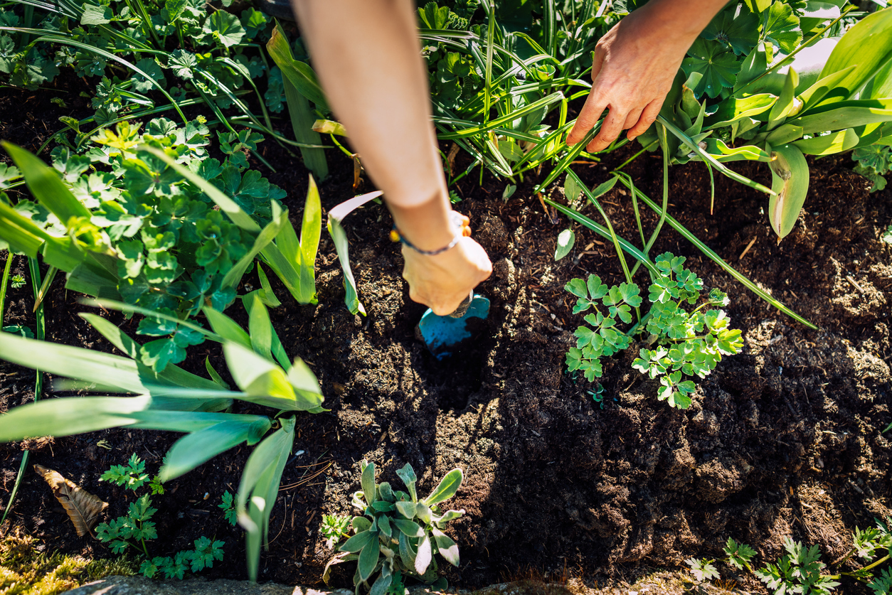 young woman planting seedling in the garden