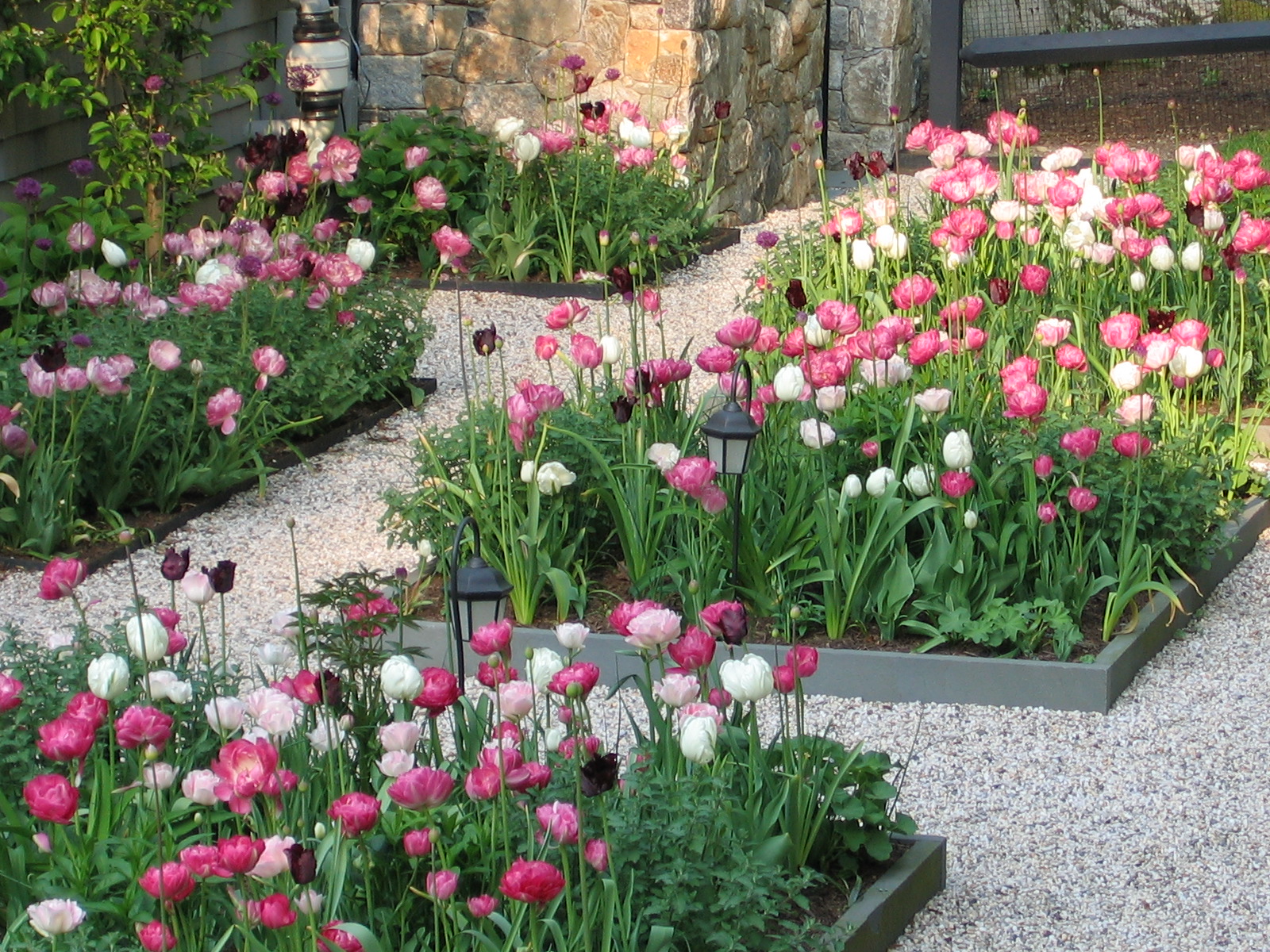 A beautiful tulip garden designed by Ambrosio Landscape Solutions