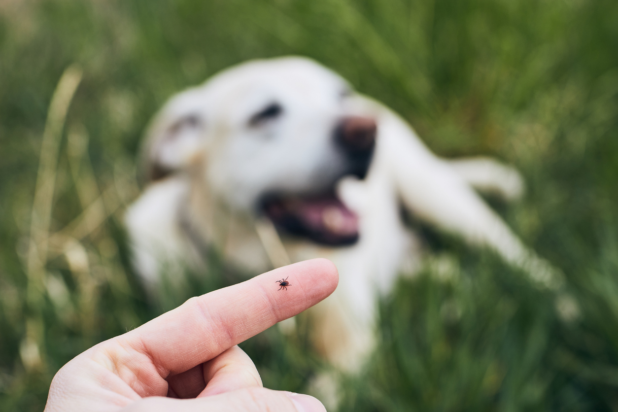 Close-up view of tick on human finger against dog lying in grass.