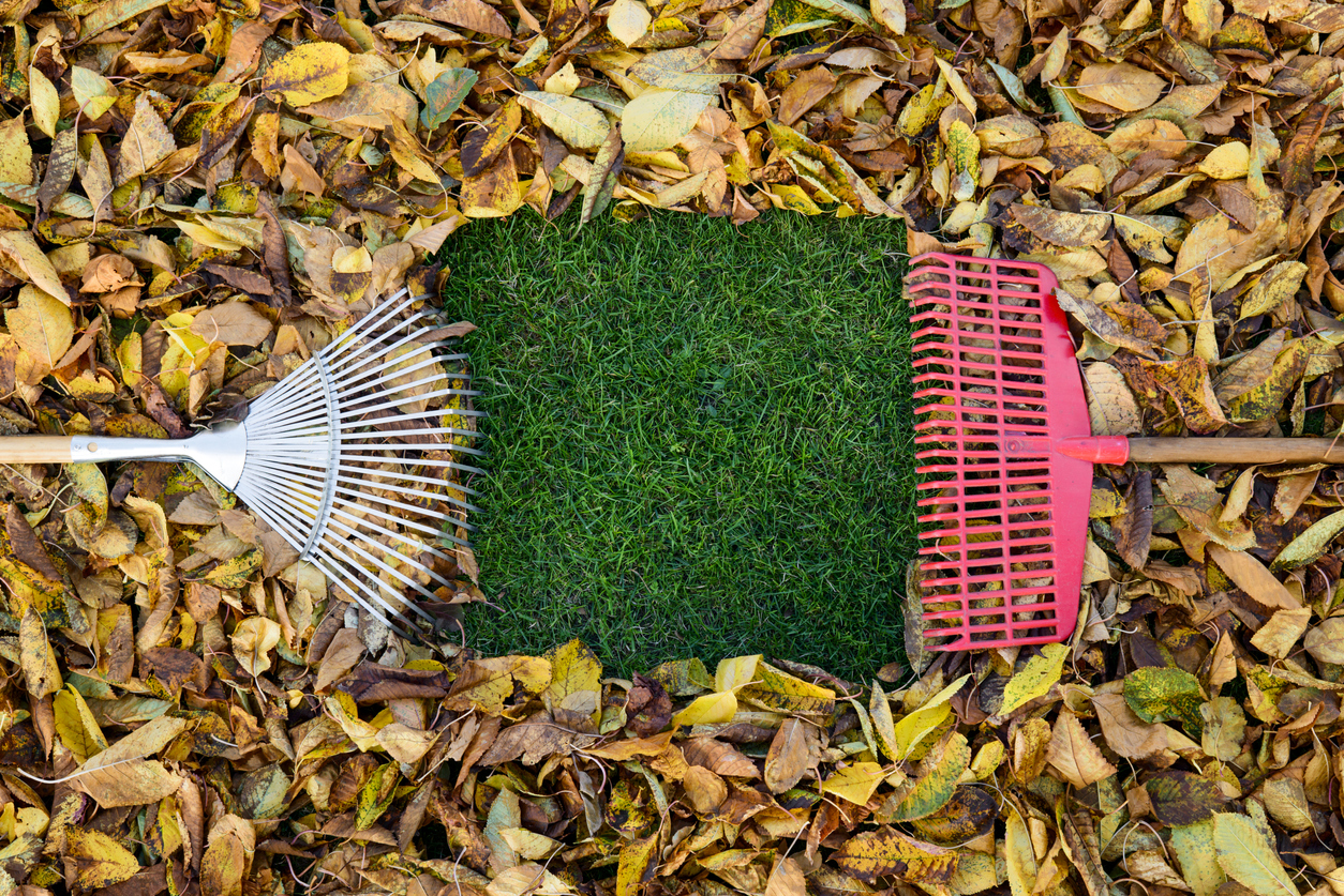 Autumn leaves - gardening