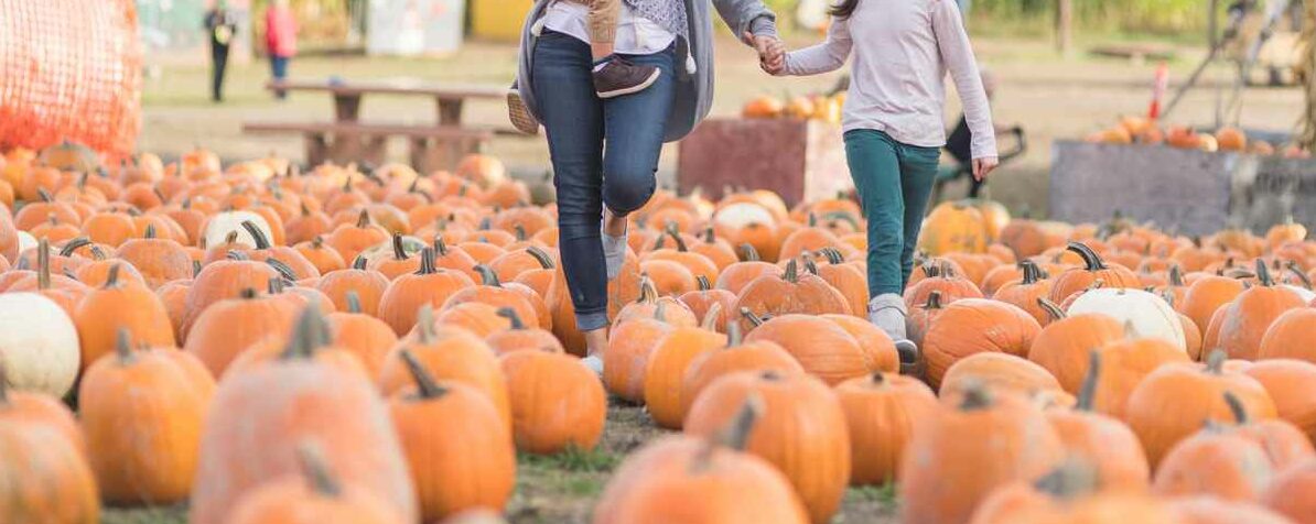 An attractive ethnic mom holds her daughter's hand and holds her son in her arms on a visit to the pumpkin patch. They're smiling as they navigate their way through a field filled with pumpkins.