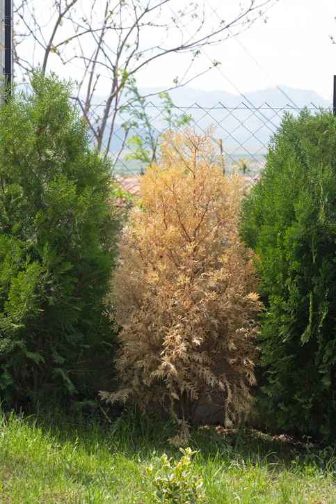 An evergreen bush turned brown