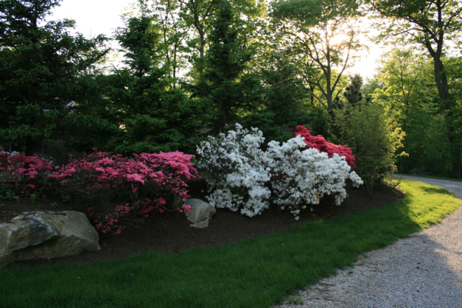 Landscape flowers by Ambrosio Landscape Solutions