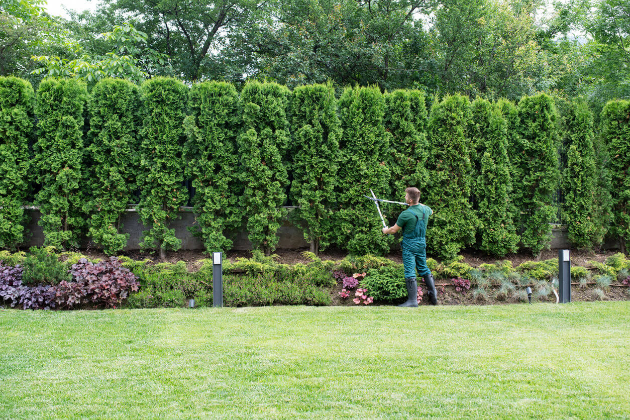 Full length professional gardener trimming hedge in beautiful garden.