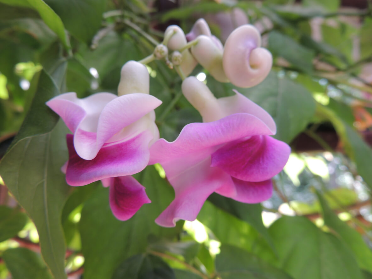 Vigna caracalla also known as a corkscrew or snail vine with its curiously shaped snail like buds that start out pale lavender white and unfurl into purple blossoms.