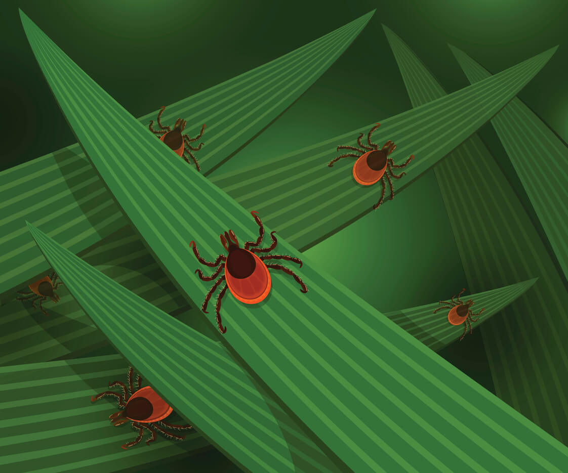 Mites in the tall green grass flat vector illustration, mites hiding in the grass, tick-borne mites color icons, danger ticks bugs in nature grass