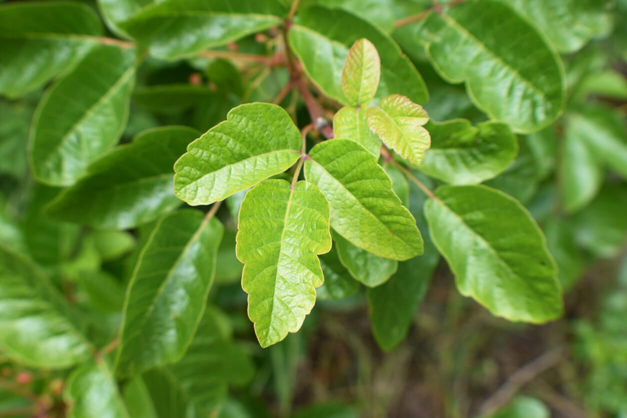 Poison Oak Leaf blooming In Spring In Northern California High Quality