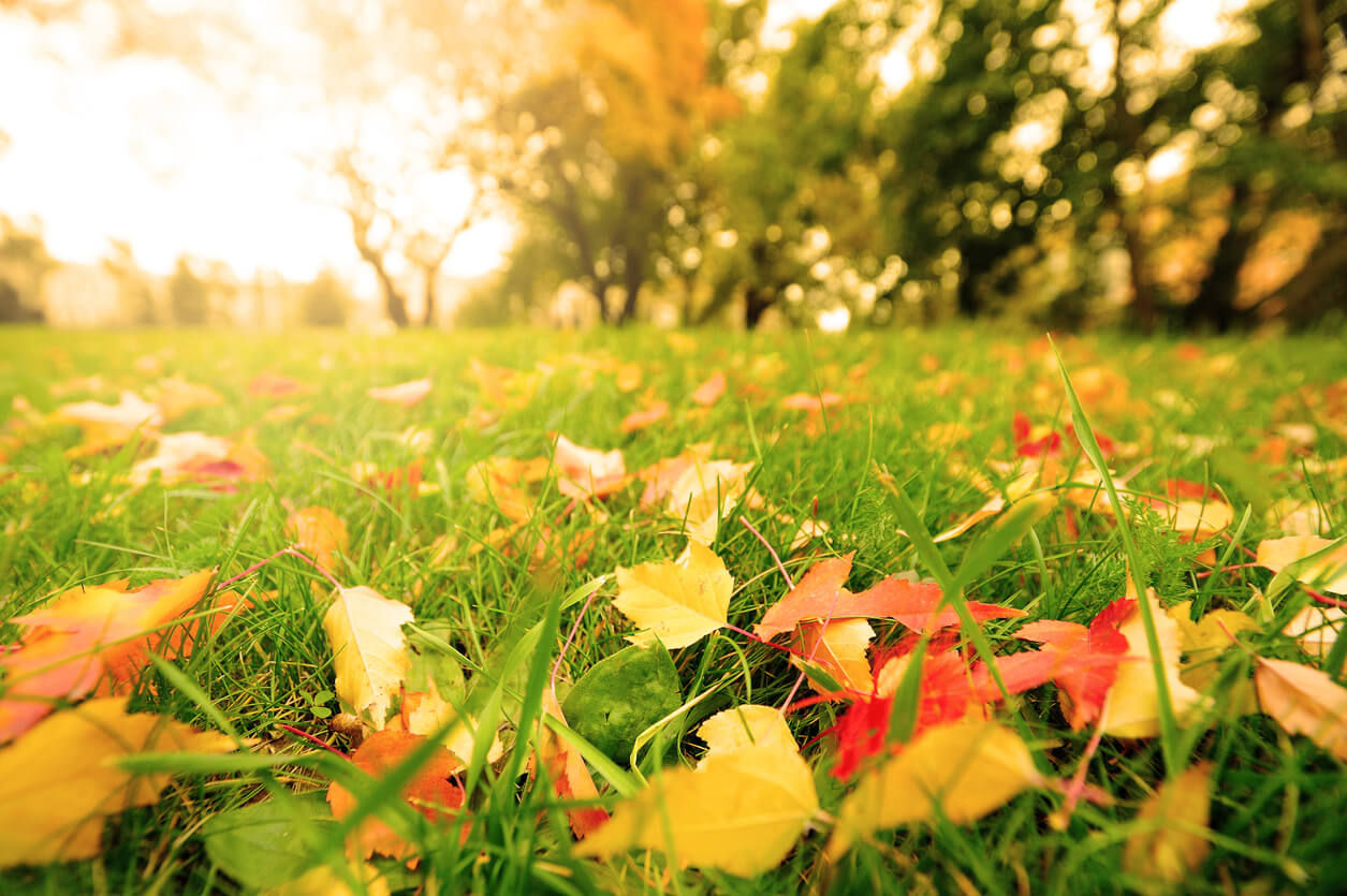 Fall leaves on meadow in autumn.