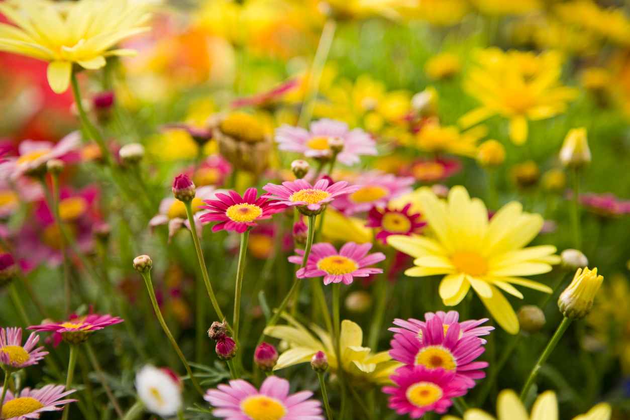 Colorful daisies, focus on Madeira Deep Rose marguerite daisy