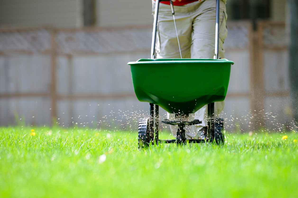 Using a broadcast spreader on a green lawn.