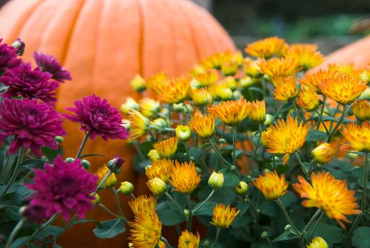 Mums and pumpkins