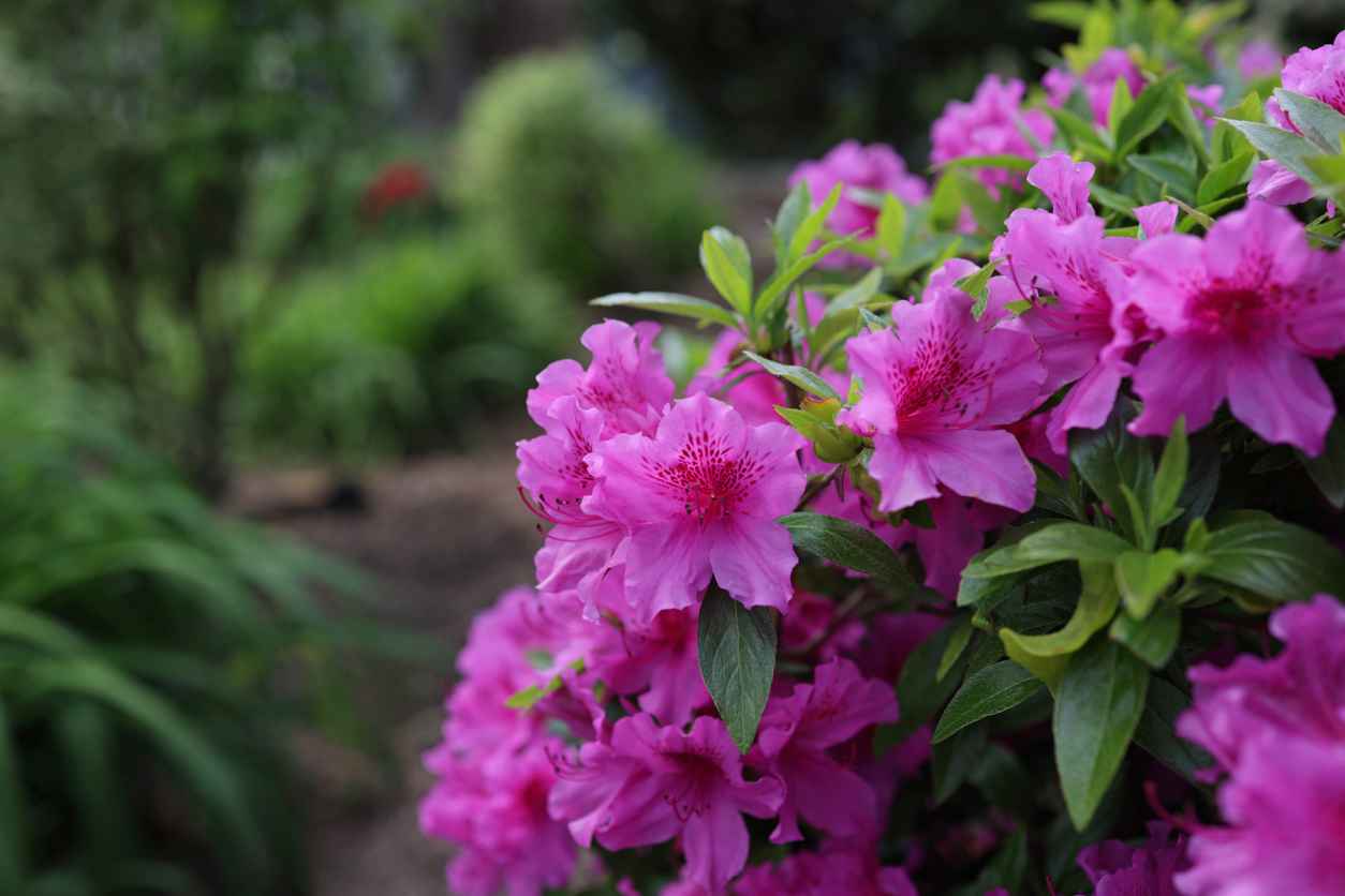 Deep Pink Japanese Azaleas on a Garden Hedge