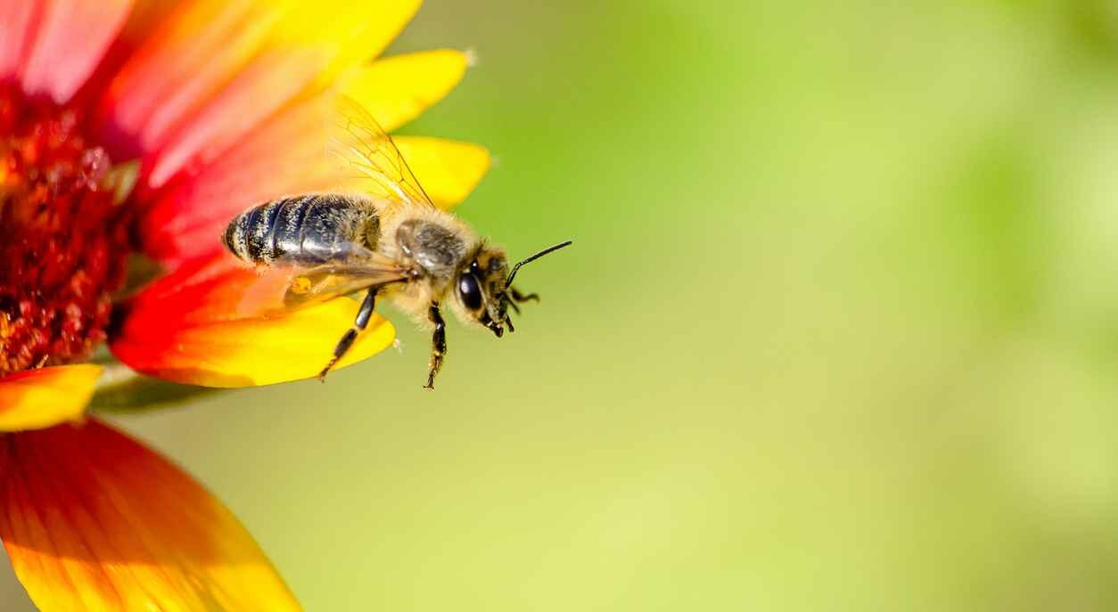 Honeybee in the spring is flying to a yellow-red blossom, against blurred background