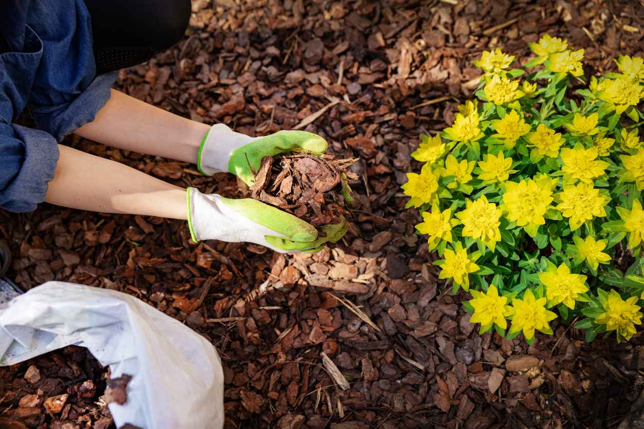 gardener mulching flower bed with pine tree bark mulch