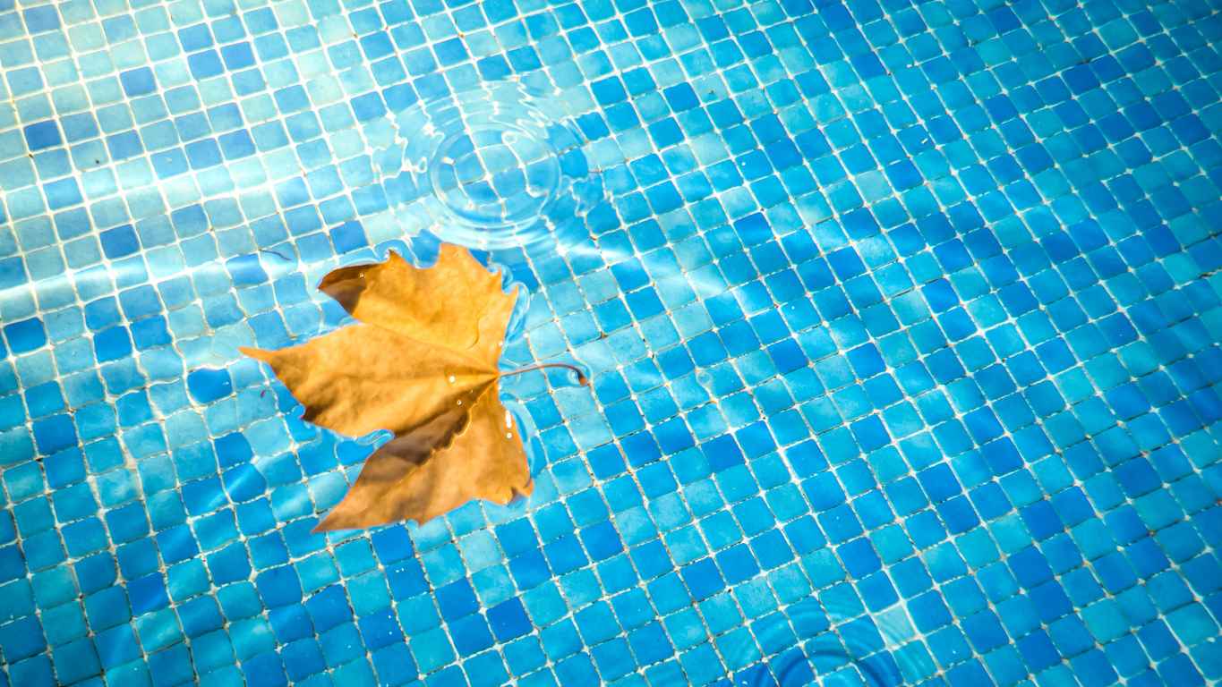 Single leaf on the water surface of the pool