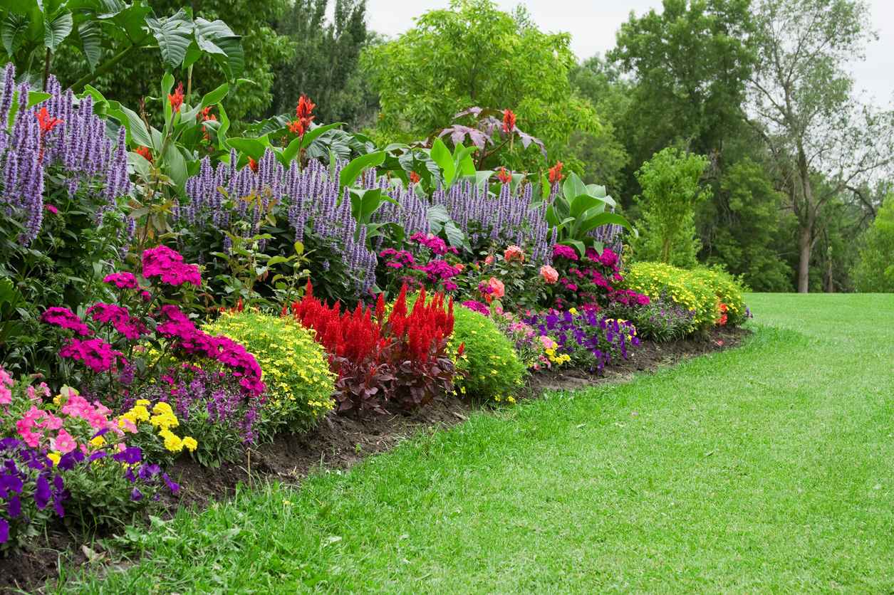 Colorful flower garden all bloomed in spring