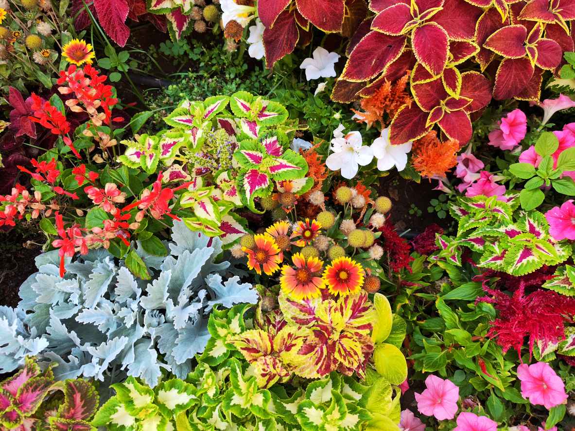 Colorful plants in a garden; caring for your plants in the heat