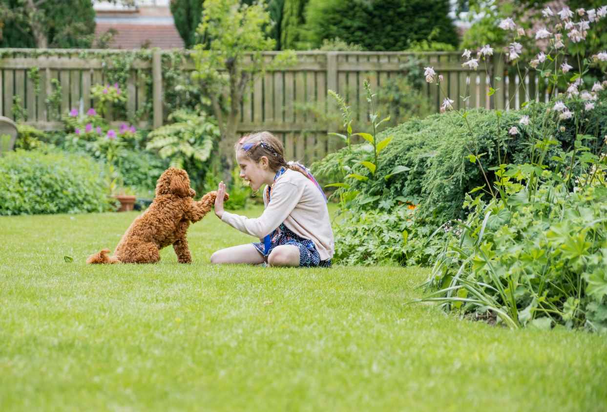 A little girl is playing and training her puppy in her back yard.
