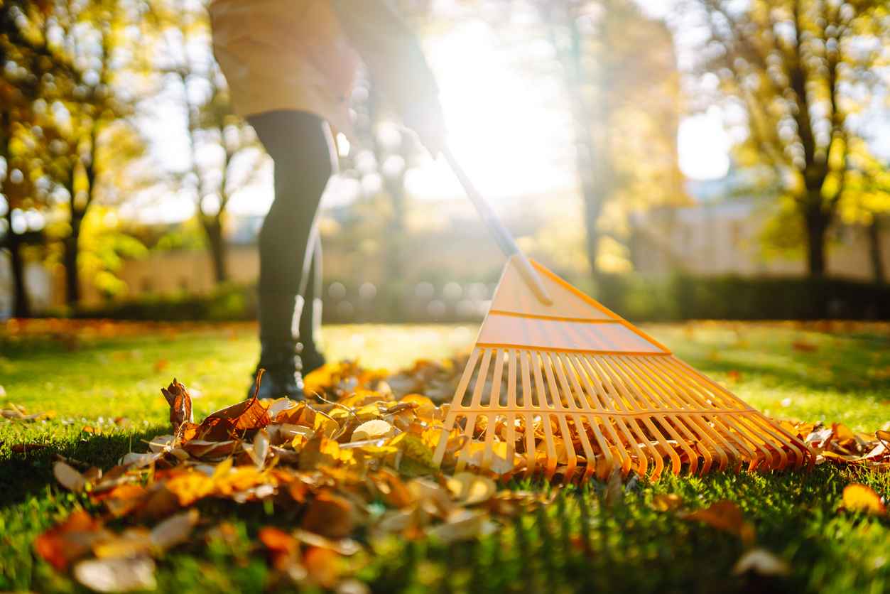 Cleaning up autumn fallen leaves. A pile of fallen leaves is collected with a rake on the lawn in the park. Seasonal gardening.