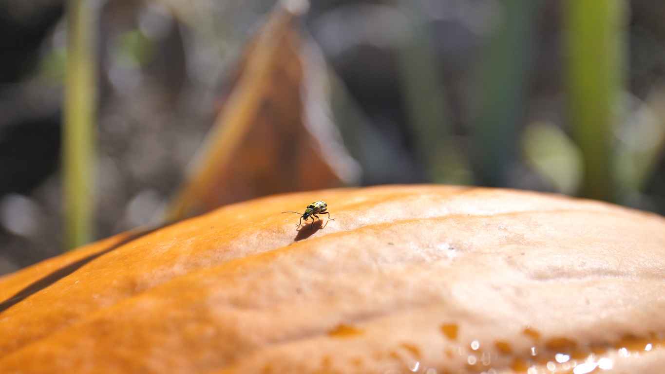 Western Spotted Cucumber Beetle on a Pumpkin on a Farm; fall landscape pests