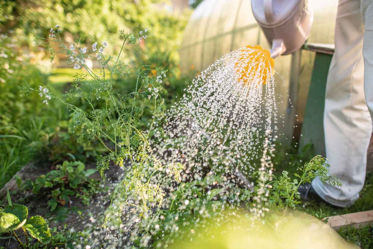 Man in a garden in spring or summer using a watering can to water his plants