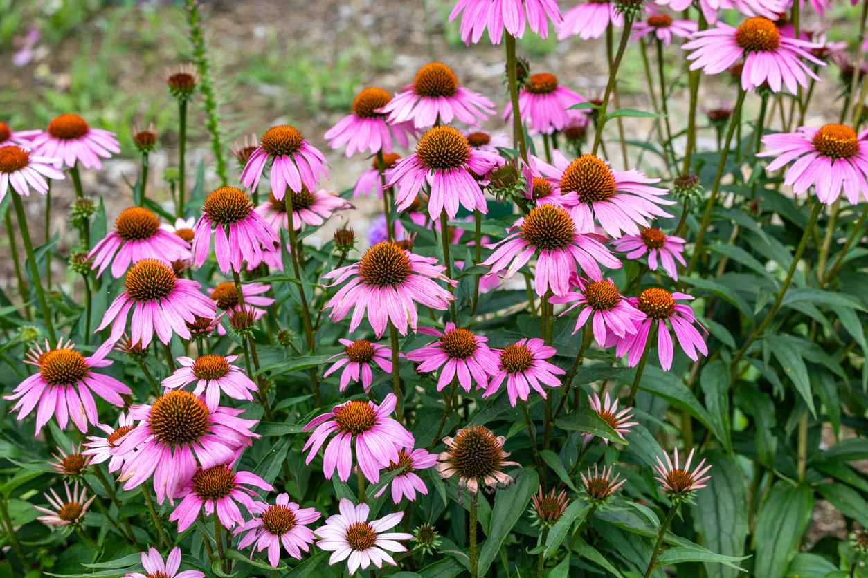 Echinacea flowers are a great addition to a summer garden.